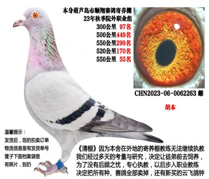 23年秋季4次500公里,四关成绩鸽(胡本)