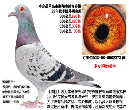 23年秋季4次500公里,四关成绩鸽(东方不败x胡本)