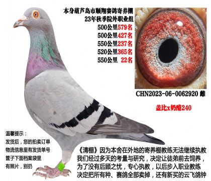 23年秋季5次500公里成绩鸽(盖比x奶酪240)