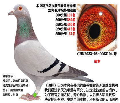 23年秋季5次500公里成绩鸽(胡本)