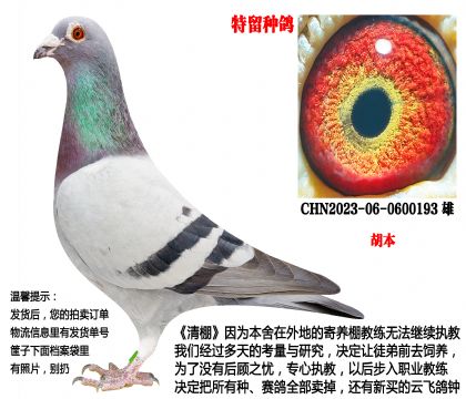 2023年超级种雄(胡本回血)