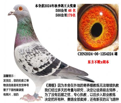 24年秋季多关成绩鸽,500公里46名等(东方不败x胡本)