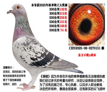 25年秋季多关成绩鸽,4次500公里(东方不败x胡本)