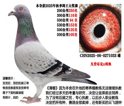 25年秋季多关成绩鸽,4次500公里(凡登布克x利奥)