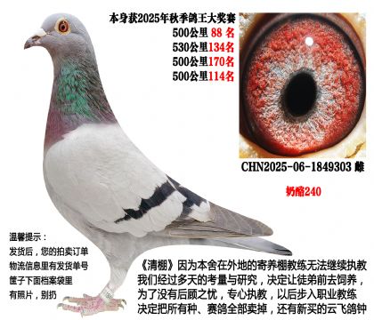 25年秋季多关成绩鸽,4次500公里(奶酪240)