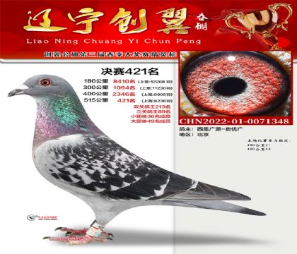 辽宁创翼赛鸽公棚(春)515公里决赛421名 雌