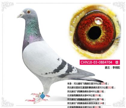 河北廊坊飞翔赛鸽俱乐部双关鸽王14名 雄