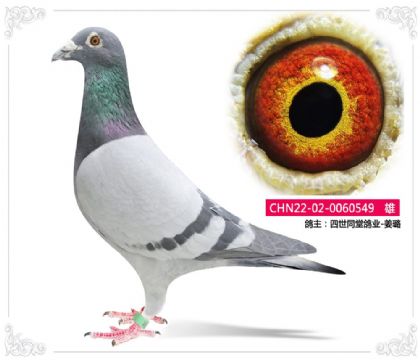 四世同堂鸽业-姜璐 549 雄 推荐