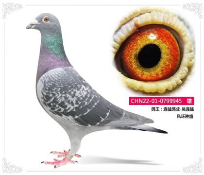 连猛鸽业-吴连猛 私环种鸽945 雄