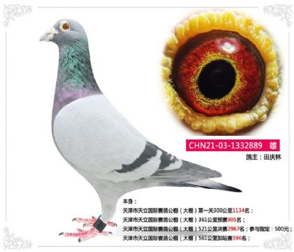 天津市天立国际赛鸽公棚(大棚)561公里加站赛596名