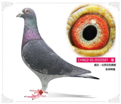 北京田生鸽舍 私环种鸽 507 雄