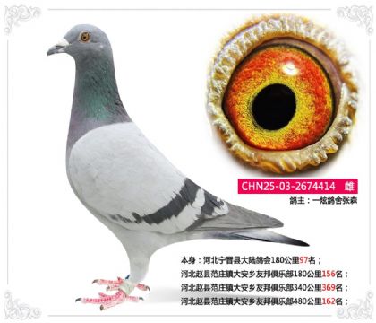 河北赵县范庄镇大安乡友邦俱乐部480公里162名 雌