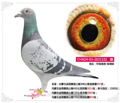 内蒙古金翔赛鸽公棚550公里加站赛815名 雌