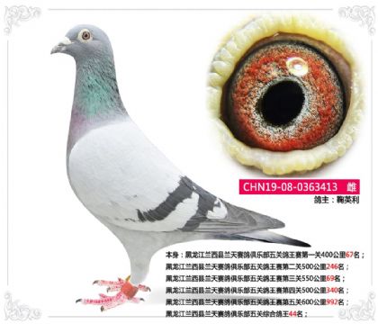 黑龙江兰西县兰天赛鸽俱乐部五关综合鸽王44名 雌