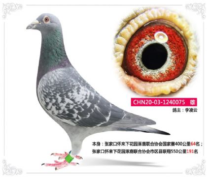 张家口怀来下花园涿鹿联合协会市区县联翔550公里191名