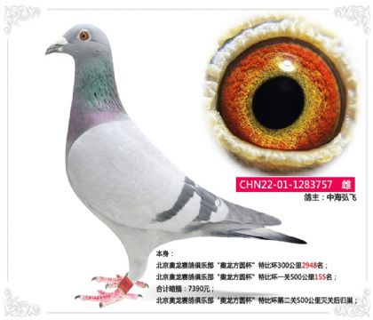 北京奥龙赛鸽俱乐部“奥龙方圆杯”特比环500公里155名