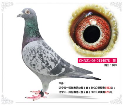 辽宁天一国际赛鸽公棚(春)500公里决赛429名 雄