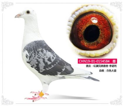 红旗兄弟鸽舍-李进利 584 雌