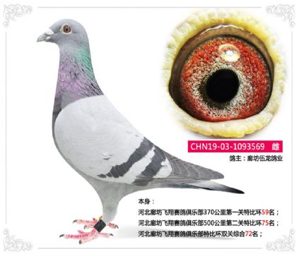 河北廊坊飞翔赛鸽俱乐部特比环双关综合72名 雌