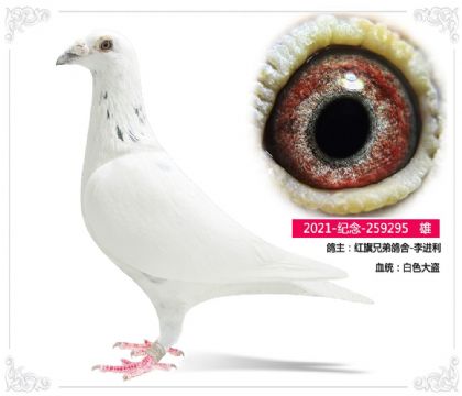 红旗兄弟鸽舍-李进利 295 雄