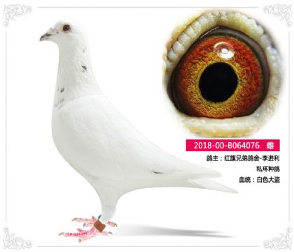 红旗兄弟鸽舍-李进利 私环种鸽 076 雌