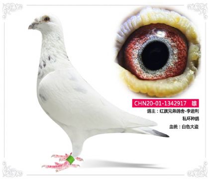 红旗兄弟鸽舍-李进利 私环种鸽 917 雄