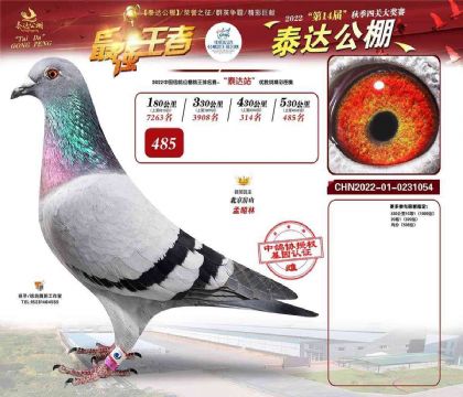 河北泰达赛鸽公棚530公里决赛485名 雌
