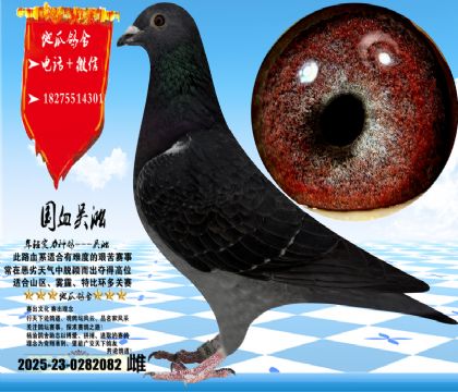 �������һ��ƣ������ָ�һ�������Ա�֤ʵս����