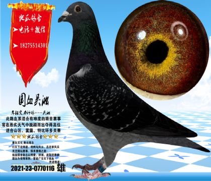 �������۽�Ȧ���߼������ۣ���Ѫʵս��������ڣ�