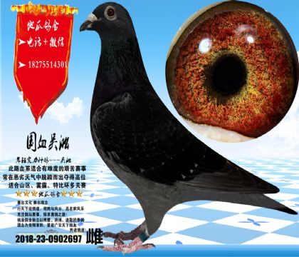 �����ݻ��۴ƣ����������ۣ��߼����߿�