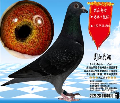 �����ۣ�����ʵս������һ���������ʦˮ���Ѫͳ