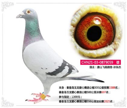 �ػʵ������������빫��500�������697��   ��	