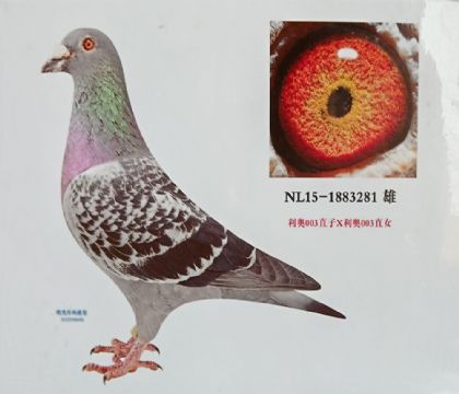 ����.ŷ������--����ƥ�˺���281   ��	