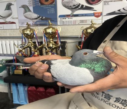 1.ͬ��ƽ���żҿ����ι������ظ���18��