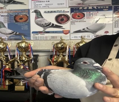 4.˫�عھ�ϵ��Ѫ�����ָ�