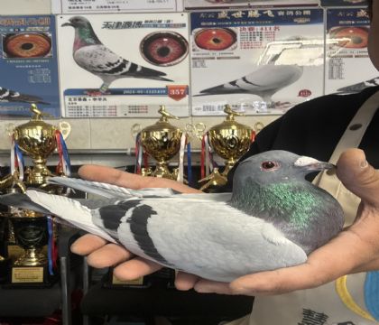 5.������ɾ��ֲ�300����14��ȫƽ��