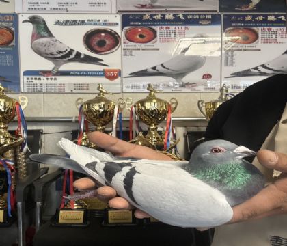 8.�����ָ�226