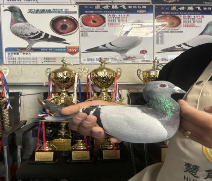 11.�ӱ�̩�﹫�����11��֮Ů