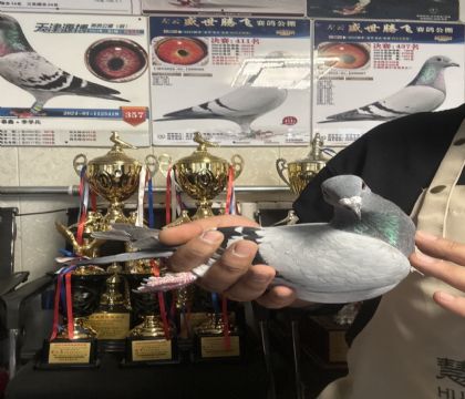 13.�����ָ�911