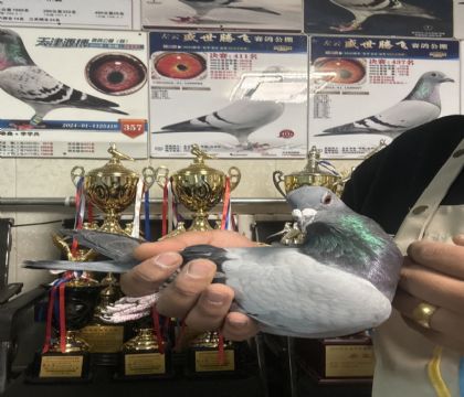 17.�����ָ�398