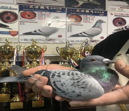 20.�����ָ�784