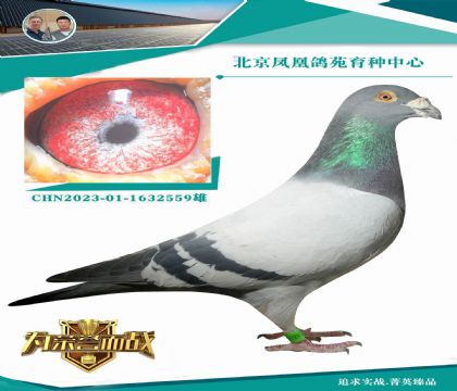 15����������.�ϲ���X���ұȶ��ơ� ���ǲ���