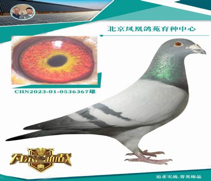 �������ϵϡ�X�ϵϻʺ� ���巢�Ӳ�������