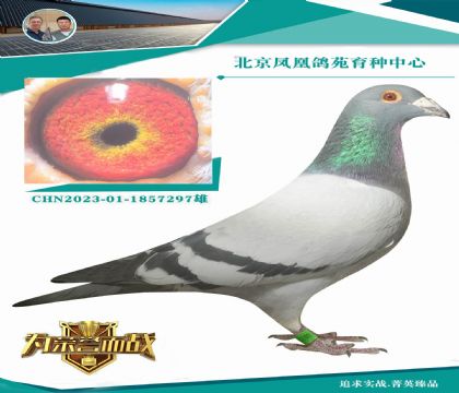 �ǳ�ʵսȫ�����ƿ�Ѫϵ