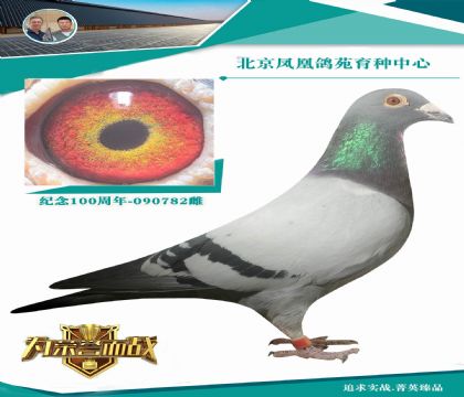 �¸��׵϶��ػ�Ѫ �����������ʷǳ�֮��