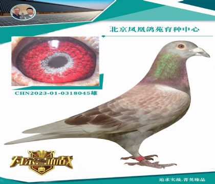 ���ǲ��˻ƽ�����911X���ǲ��˺�ɫ������Ħ��