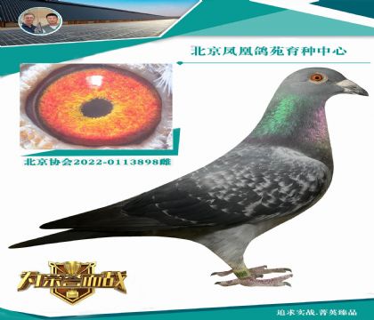 �������ϵϡ�X�ϵϻʺ� ���巢�Ӳ�������