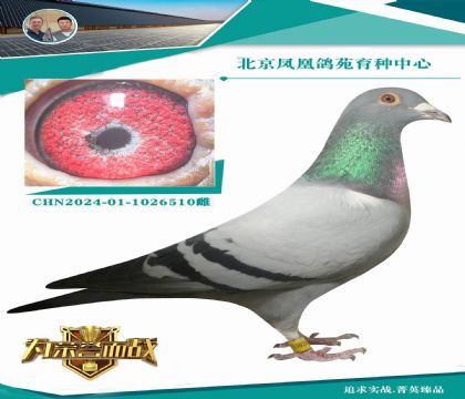 ������ƥ�˻��ض�006��ֱ��X���ض�ȫ����