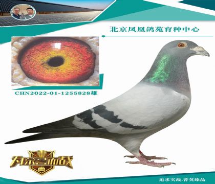 �Ϸ�������ԭ�� �����ָ�X����ĺ���Ѫϵ