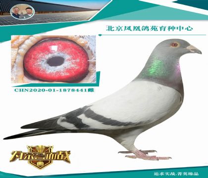 ���ǲ��˻ƽ�����911X���ұȶ��ơ� ���ǲ���